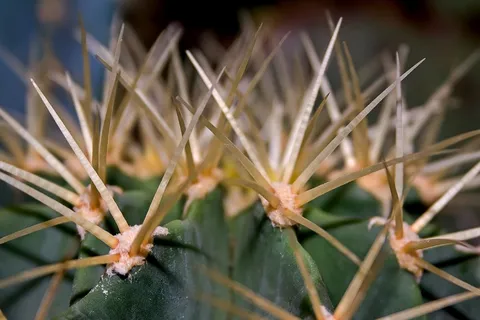 仙人掌,带动,植物,刺,性质,仙人掌温室 仙人掌,带动,植物,刺,性质,仙人掌温室