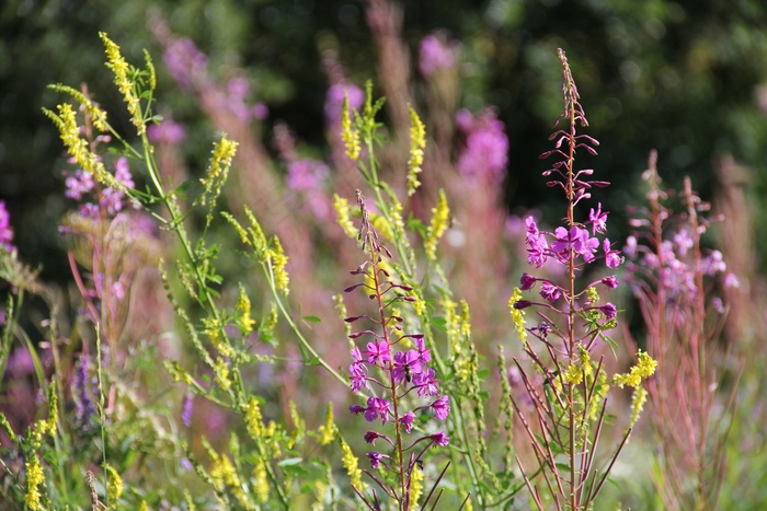 花卉，山，性质，阿尔卑斯山，植物，徒步旅行，夏天