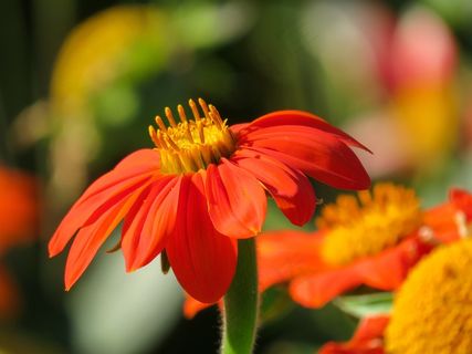 春天，花，春天的花朵，玛格丽特，宏