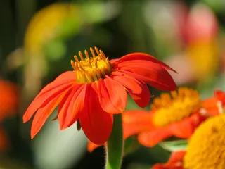 春天，花，春天的花朵，玛格丽特，宏