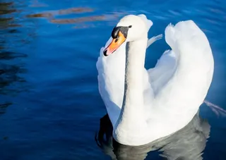天鹅，鸟，水，池塘，游泳，美丽，白
