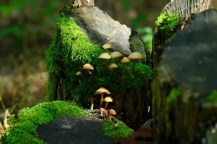 蘑菇，森林，苔，日志，性质，秋季