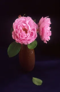 玫瑰，粉红色，莎拉·范·弗利特，花，浪漫，爱情