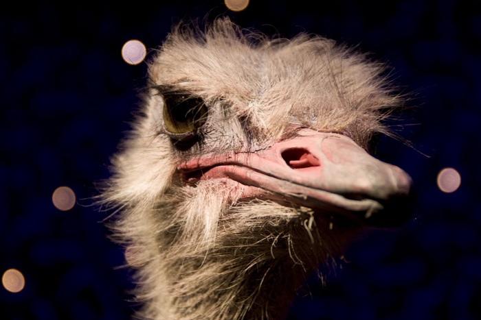 鸵鸟,驼鸟,鸸鹋,美洲鸵,卡通动漫人物,鸟动物非洲荒野