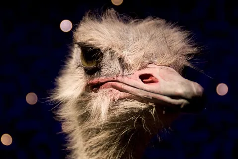 鸵鸟,驼鸟,鸸鹋,美洲鸵,卡通动漫人物,鸟动物非洲荒野