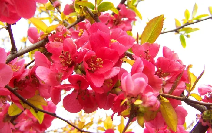 日本开花木瓜，粉红色的春天的花朵，灌木