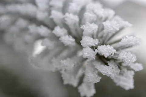 植物，雾，霜，秋季，冷，自然