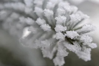 植物，雾，霜，秋季，冷，自然