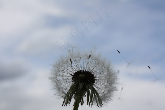 蒲公英，天空，免费