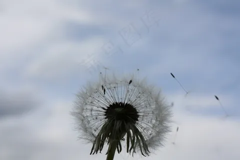 蒲公英，天空，免费