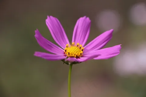 波斯菊花海,紫色,植物,自然,花,丁香 波斯菊花海,紫色,植物,自然,花,丁香