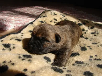 山梗，狗，小狗