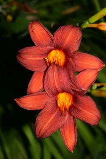 花，花的，宏，特写，百合，橙色，夏天