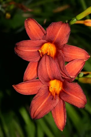 花，花的，宏，特写，百合，橙色，夏天