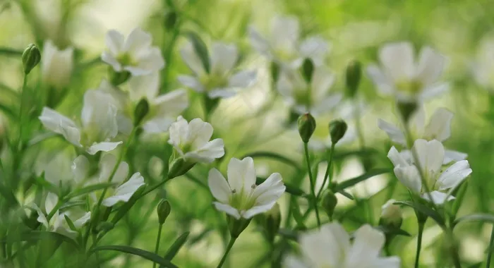鲜花，植物，自然，白，植物群，宏，花园