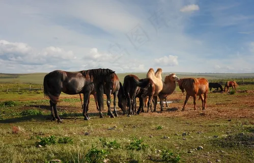 骆驼，马，农场，农村，景观，动物，夏天