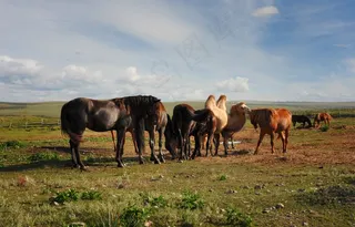 骆驼，马，农场，农村，景观，动物，夏天