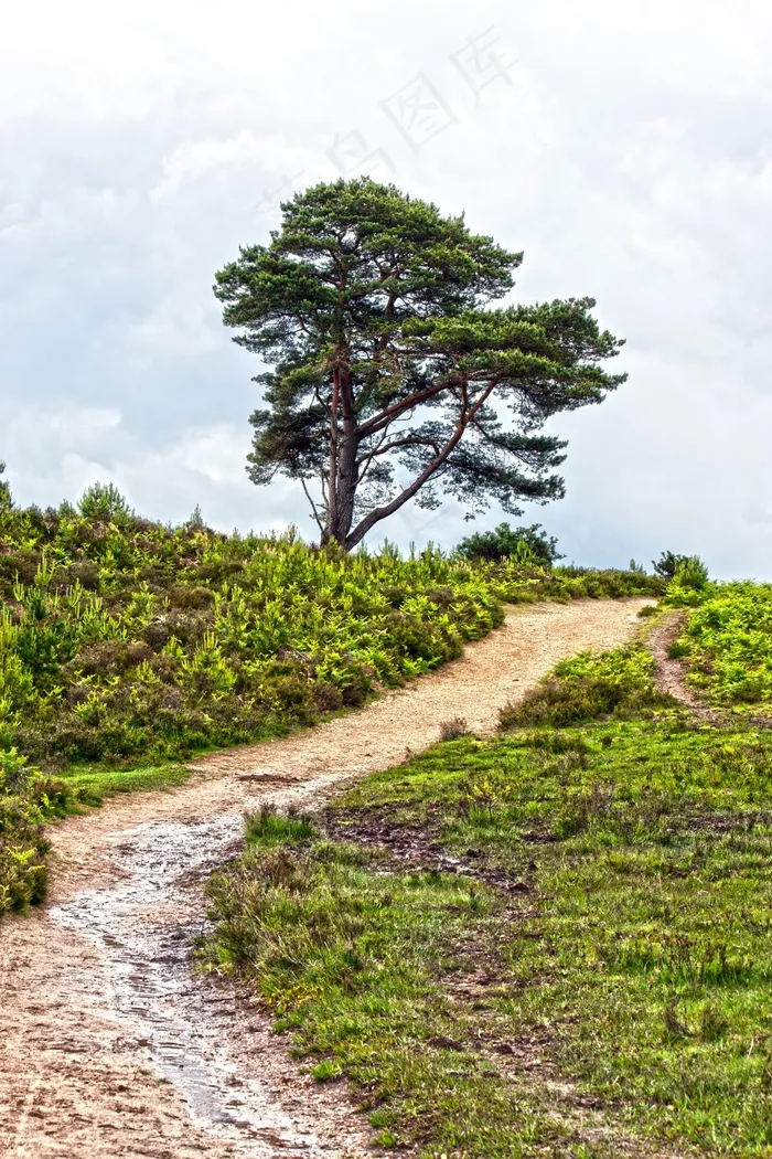 跟踪，落后，土路，桑迪，湿，水坑，树