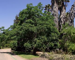 阿卡迪亚，加利福尼亚，景观，风景名胜，树木园，车道