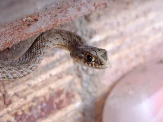 蛇，马尔波伦·Monspessulanus，库莱布拉·巴斯塔达