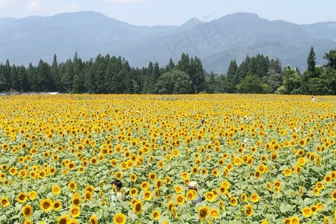 津南，向日葵，花园，黄色，美景