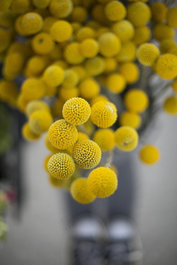 花，开花，黄色，球，一轮，形状，Εκδηλώσεις