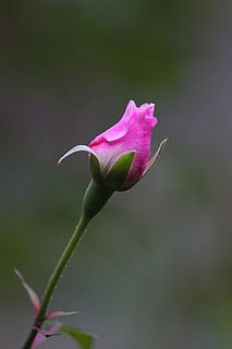 花,玫瑰,花的,植物,自然,开花,盛开 花,玫瑰,花的,植物,自然,开花,盛开
