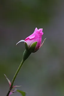 花,玫瑰,花的,植物,自然,开花,盛开 花,玫瑰,花的,植物,自然,开花,盛开