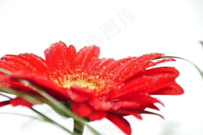 花，红色，露珠，白色，宏，湿，一滴水