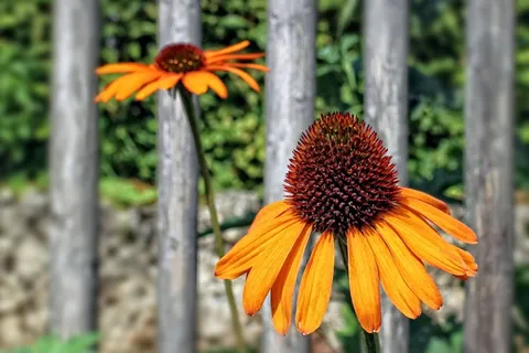 紫锥菊,草本开花植物,太阳帽,花 紫锥菊,草本开花植物,太阳帽,花