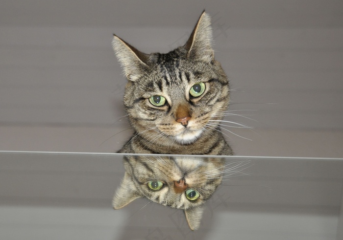 猫，镜子，动物世界，动物，家猫