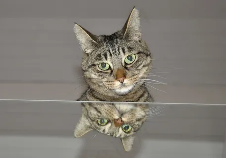 猫，镜子，动物世界，动物，家猫