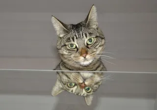 猫，镜子，动物世界，动物，家猫