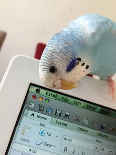 鹦鹉，鸟，长尾小鹦鹉，年轻的鹦哥，Mac上的鸟