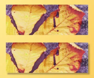 秋叶，布朗，叶子，秋天，栗叶