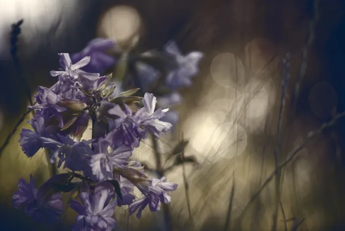 鲜花，宏，玫瑰，草，花园，颜色，蓝色