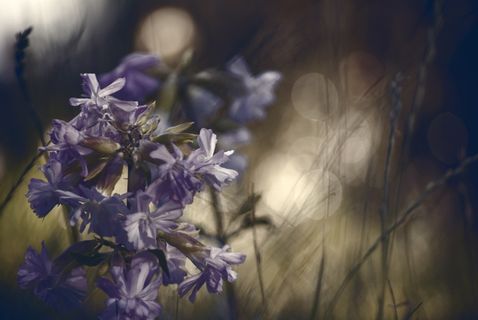 鲜花,宏,玫瑰,草,花园,颜色,蓝色 鲜花,宏,玫瑰,草,花园,颜色,蓝色