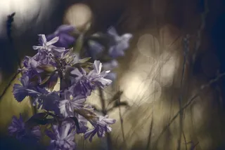 鲜花，宏，玫瑰，草，花园，颜色，蓝色