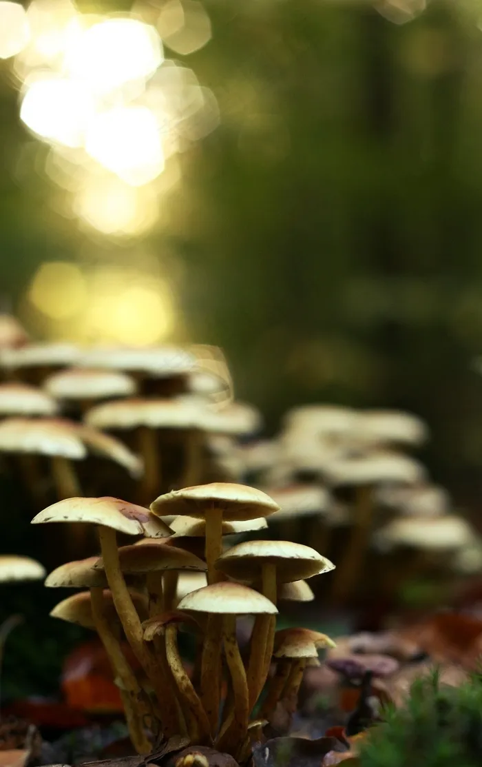 蘑菇，森林，秋季，性质，植物，背光