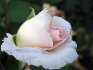 花，春天，玫瑰