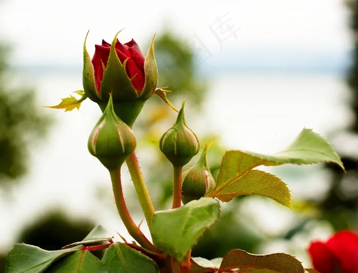 红玫瑰，玫瑰，芽，开花，红色，玫瑰绽放