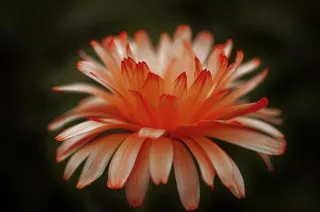 花，自然，春天，自然，夏天，植物，花的