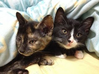 猫，小猫，宠物，动物