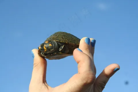 委内瑞拉，拉什，放牧鹭，动物，动物区系，手，蓝色