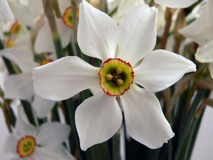 花，白，借百合，性质，植物，花的
