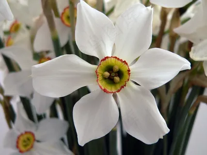 花,白,借百合,性质,植物,花的 花,白,借百合,性质,植物,花的