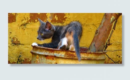 猫，黄色，动物，家养，宠物，猫的，小猫