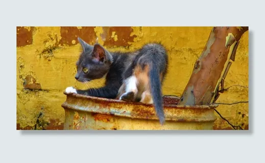 猫,黄色,动物,家养,宠物,猫的,小猫 猫,黄色,动物,家养,宠物,猫的,小猫