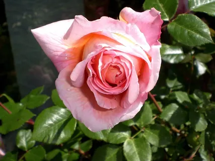 玫瑰,玫瑰,鲜花,玫瑰绽放,香,美 玫瑰,玫瑰,鲜花,玫瑰绽放,香,美