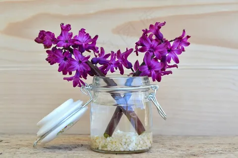 鲜花，风信子，紫色，罐子，装饰玻璃，花瓶